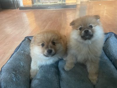 Playful Pomeranian Puppies in Longford