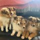 PURE BRED ROUGH COLLIE (Lassie)PUPPIES