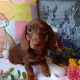 Smooth haired ikc miniature dachshunds