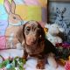 Smooth haired ikc miniature dachshunds