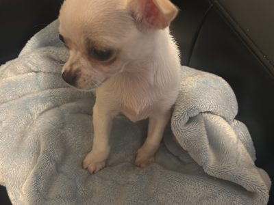 Chihuahua pups