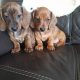 Stunning Dachshund Puppies