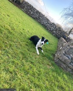 Collie Puppies for Sale in Roscommon – IKC Registered