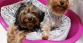 Beautiful Yorkshire terrier puppies