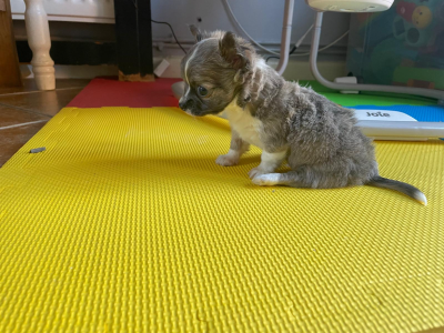 Teacup Chihuahua Puppy for Sale in Dublin
