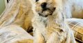 IKC cairn terrier