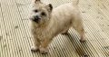 IKC cairn terrier