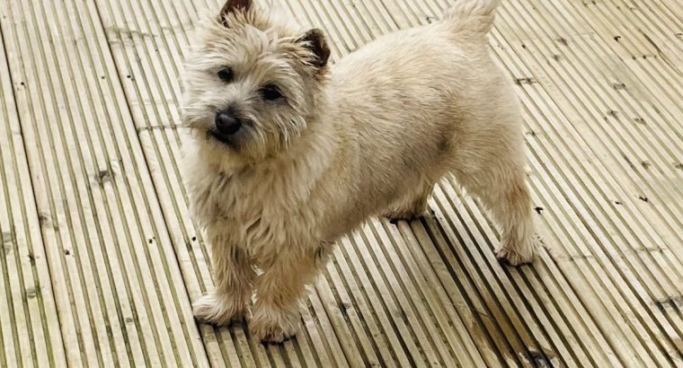 IKC cairn terrier