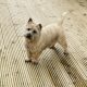 IKC cairn terrier