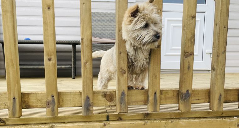 IKC cairn terrier