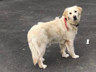Golden Retriever purebred female dog