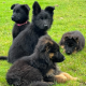 Top breed IKC reg GSD pups