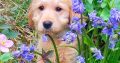 Golden Doodle puppies (0876050652)