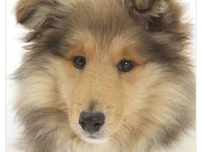 Rough Collie Puppies for Sale in Kinnegad