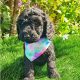 Irish Kennel Club registered Miniature Poodles