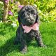 Irish Kennel Club registered Miniature Poodles