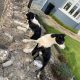 Collie sheep Pups