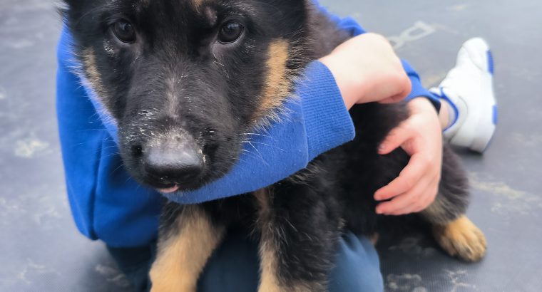 IKC registered pure bred German Shepard pup