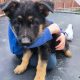 IKC registered pure bred German Shepard pup