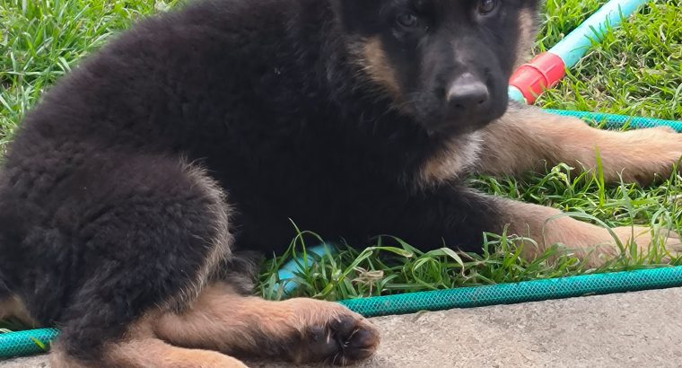 IKC registered pure bred German Shepard pup