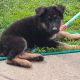 IKC registered pure bred German Shepard pup