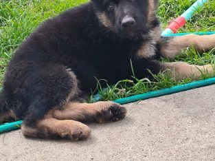 IKC registered pure bred German Shepard pup