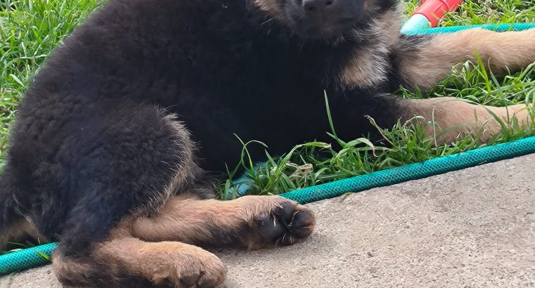 IKC registered pure bred German Shepard pup