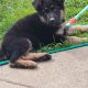 IKC registered pure bred German Shepard pup