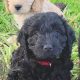 Cockapoo Puppies