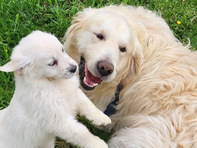 Golden Retriever Puppies in Mallow – Purebred Fun