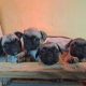Frenchie pugs puppies for sale