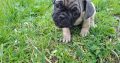 Frenchie pugs puppies for sale