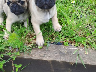 Frug Puppies for Sale in Charleville – Unique Breed