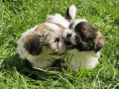 Shih Tzu Puppies for Sale in Blackrock