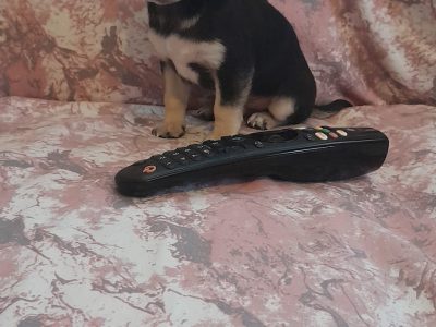 Teacup Chihuahua Puppies in Swords – Playful