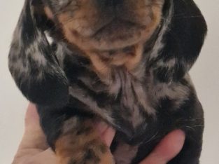 Minature female dachshund puppy