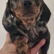 Minature female dachshund puppy