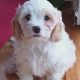 Cavachon