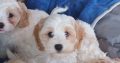 Cavachon