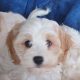 Cavachon