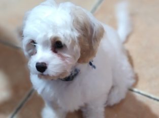 Cavachon