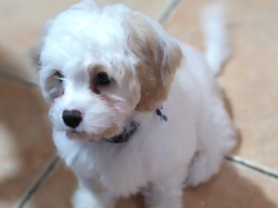 Cavachon