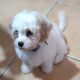 Cavachon