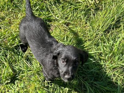 Golden Retriever X Border Collie in Swinford