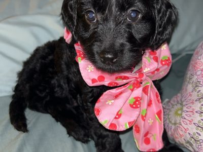 Cockapoo Puppies in Aghnaskeagh – Vet Checked