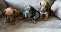 Miniature dachshunds