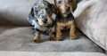 Miniature dachshunds