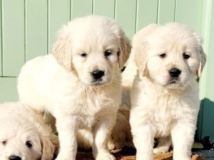 Golden Retriever Pups