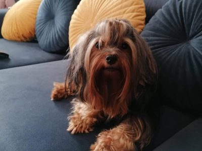 Yorkshire Terriers in Dunboyne – Friendly Sisters