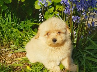 Pomeranian/Toy Poodle Puppies
